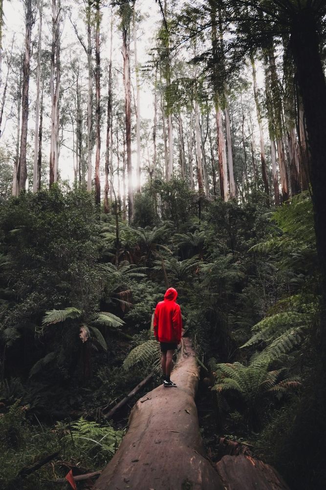 Bosque Viejo Hike