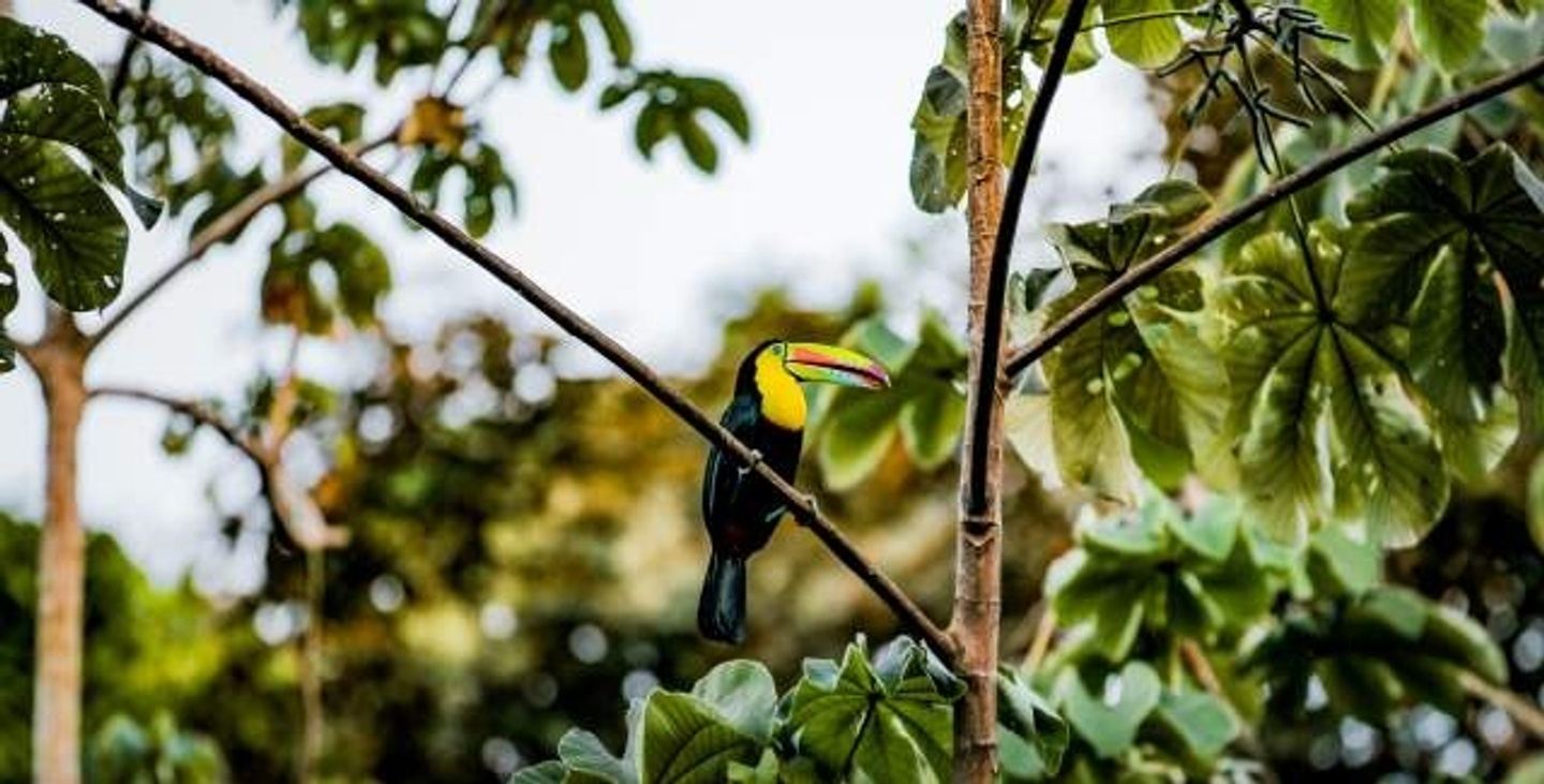 Soberania National Park Birdwatching