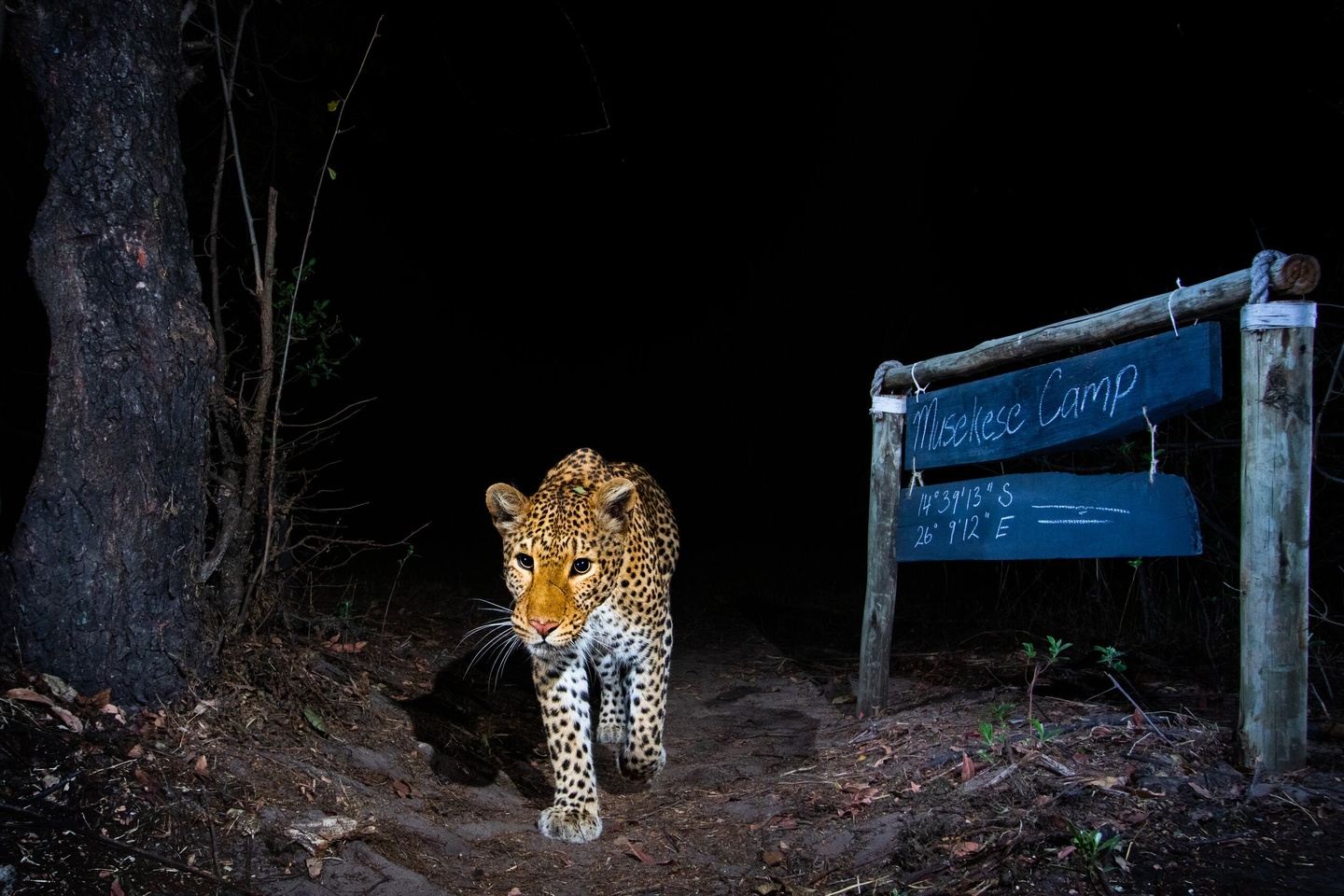 On Safari in Zambia!!