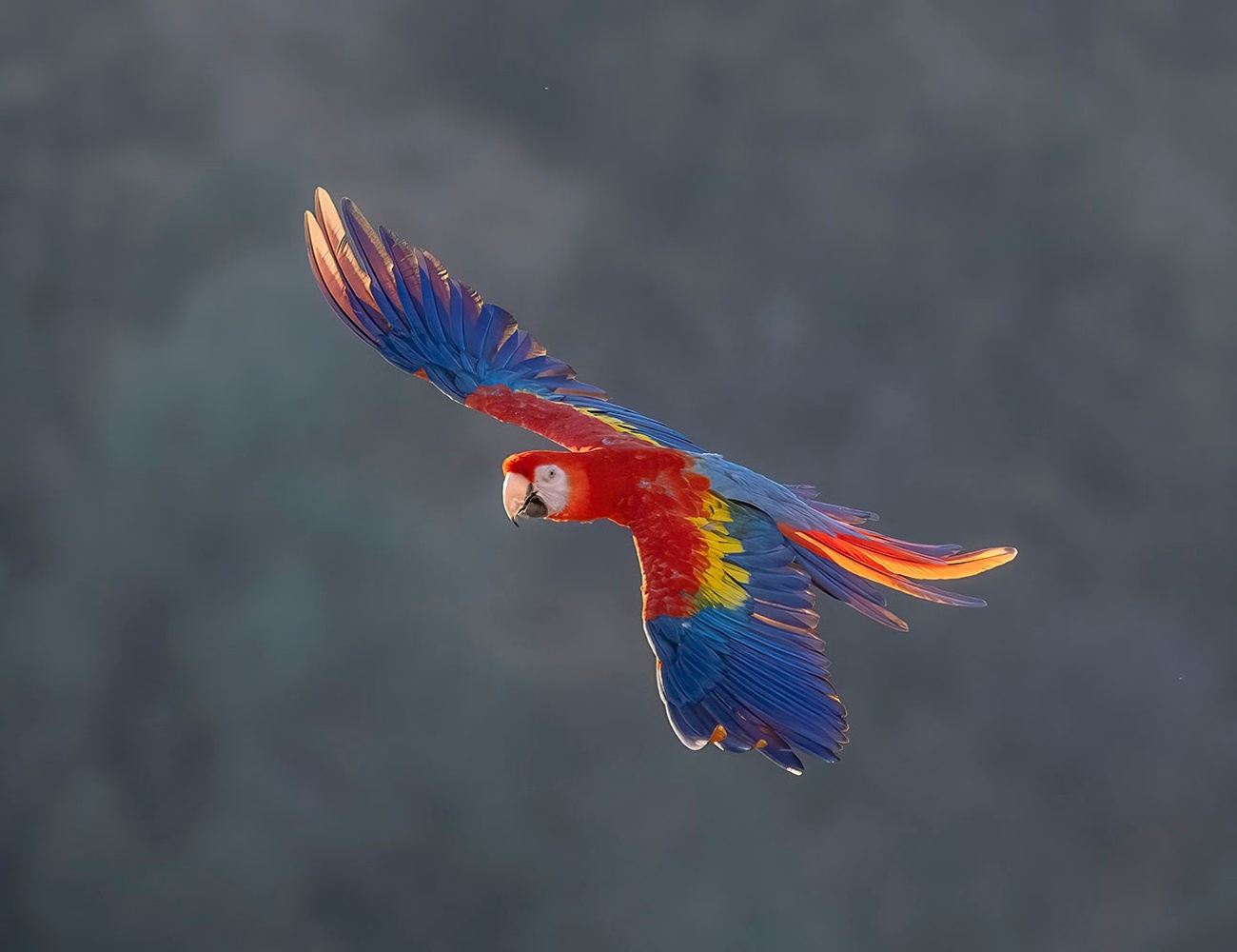 Exotic Birds in Flight