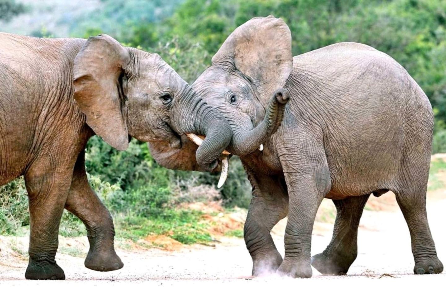 Garden Route via Addo Elephant National Park 3 day_s: Port Elizabeth