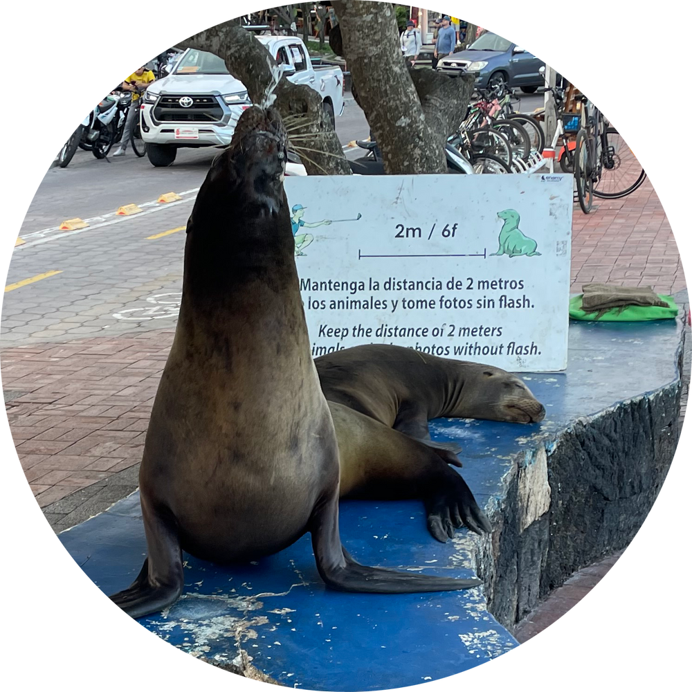 venta-de-m-scara-in-galapagos