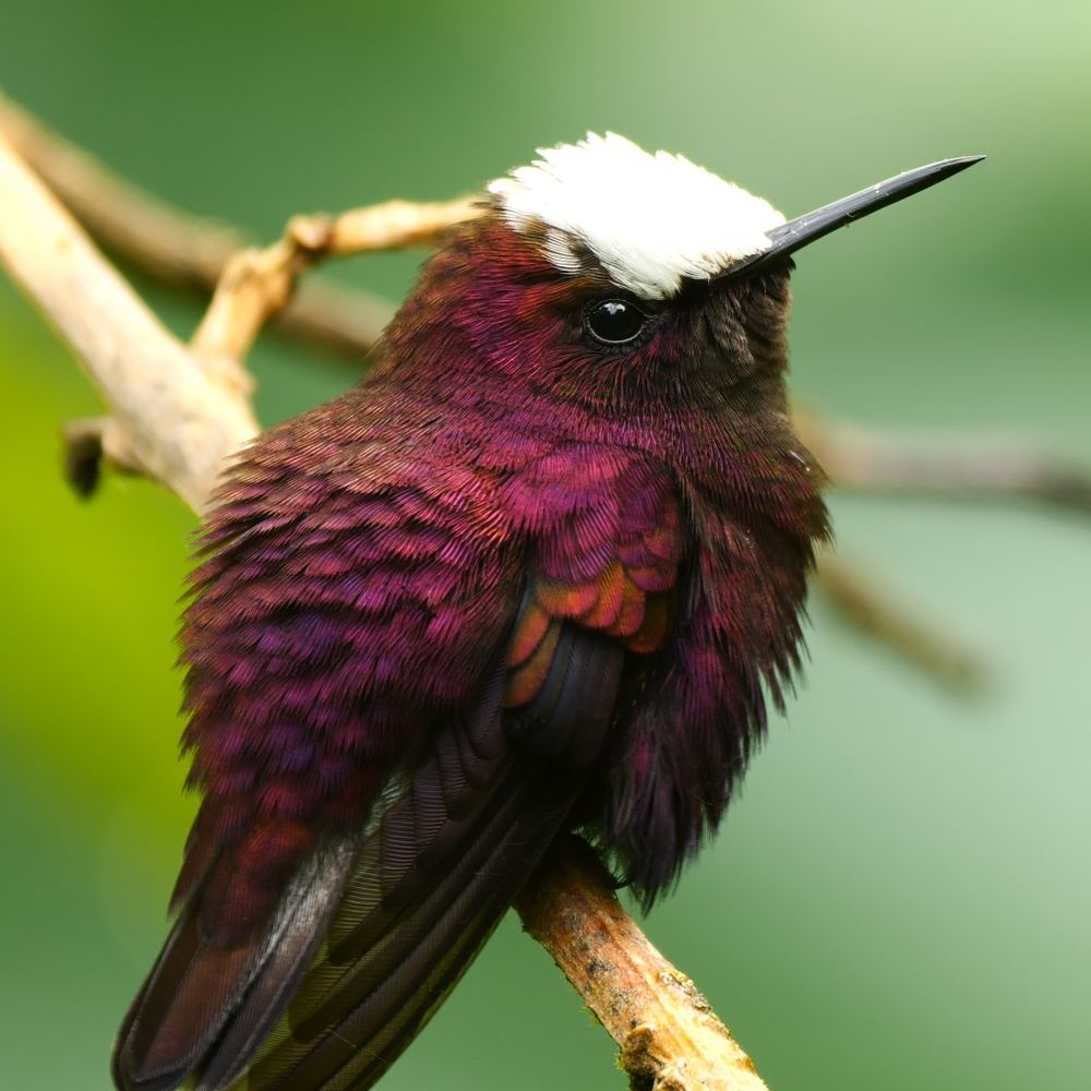 Half Day Birdwatching/Nature Tour (Private and Customized)