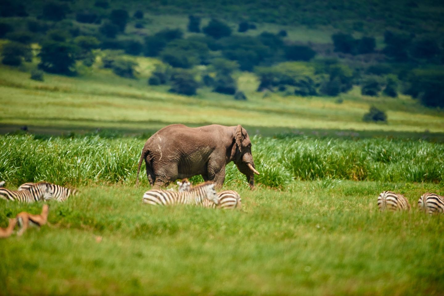 1-Day Ngorongoro Crater Group Safari