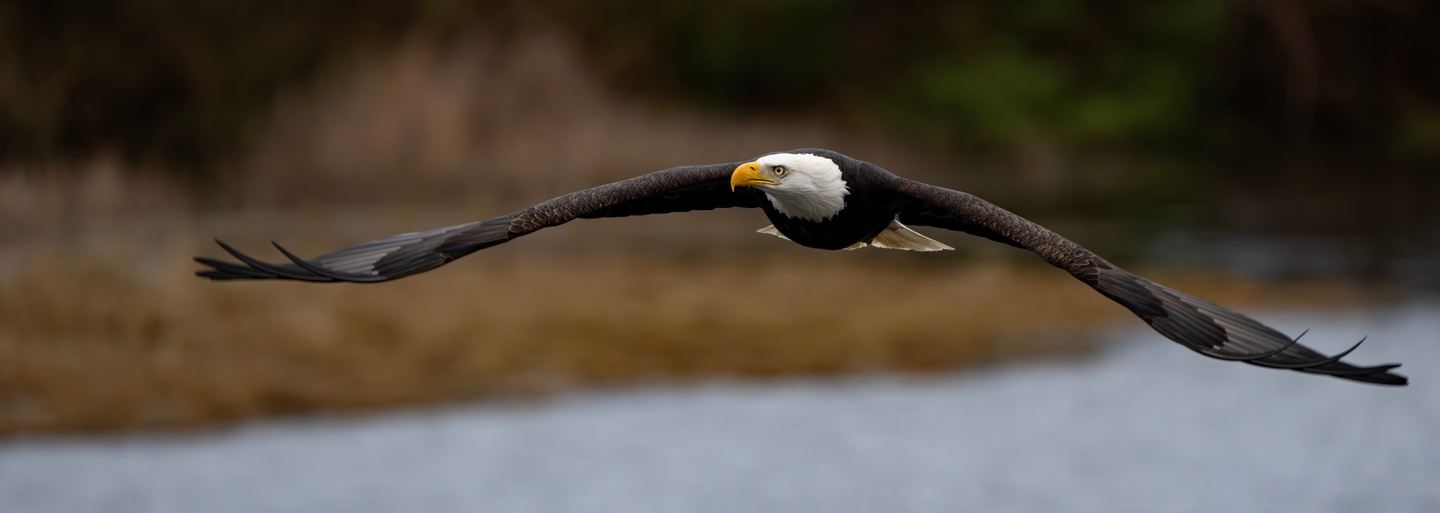 The Ultimate Eagle Spectacle - 1 day Experience