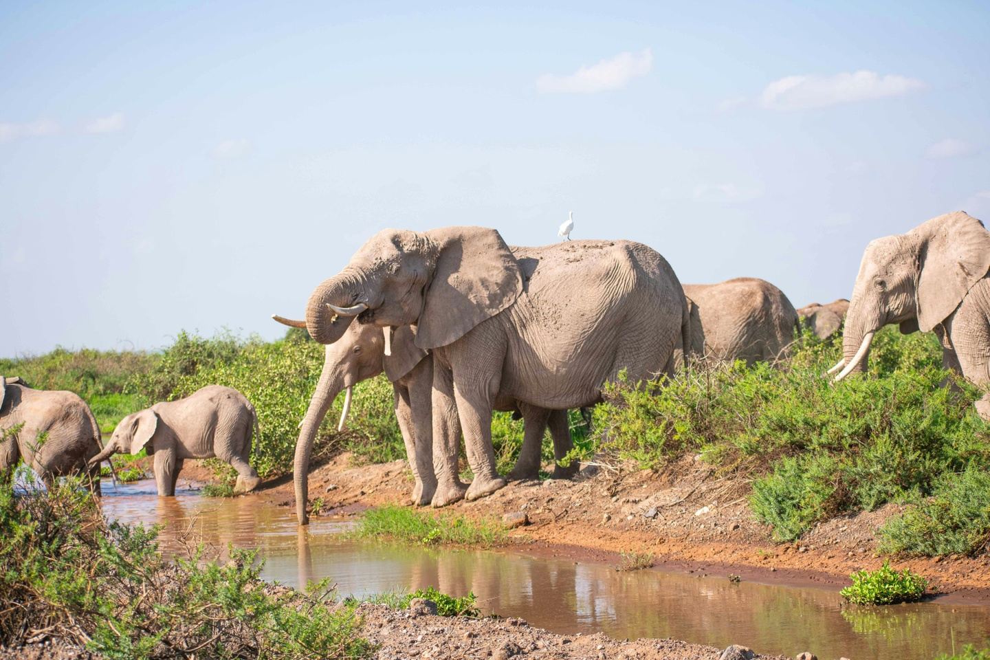 Roar & Restore in Kenya: Bush to Beach with Coach Lexi