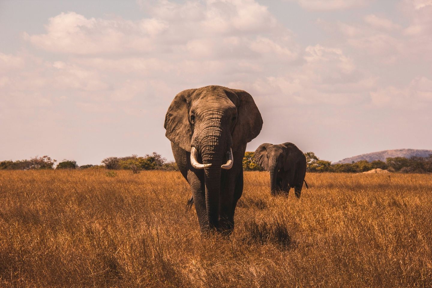 Luxury South Africa Yoga & Safari Retreat: Awaken The Wild