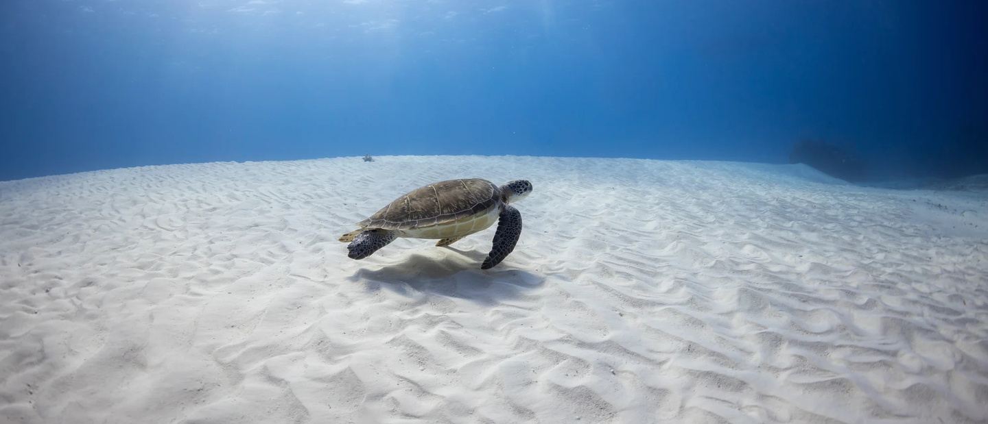 TEMPLATE- DXDivers 7 Day All-Inclusive Cozumel Dive Trip
