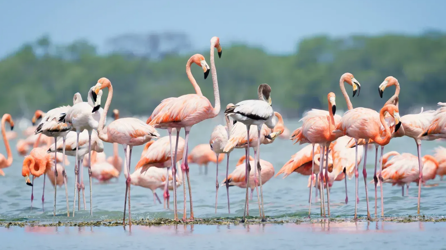 Colourful Birds