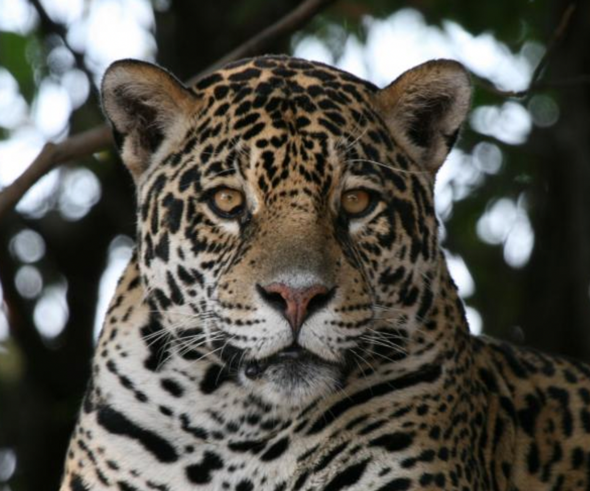 Brazil: Pantanal - South American Savannah