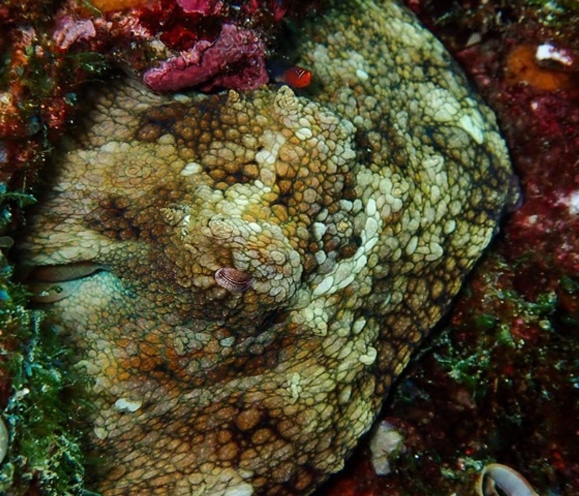 Night Diving - Cabo San Lucas Bay