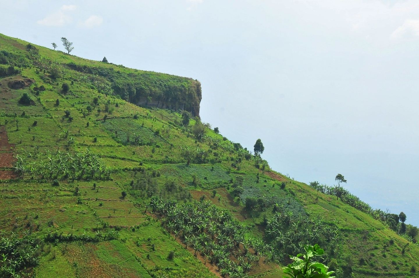 1-Day Sasa Trail Trek in Mount Elgon National Park