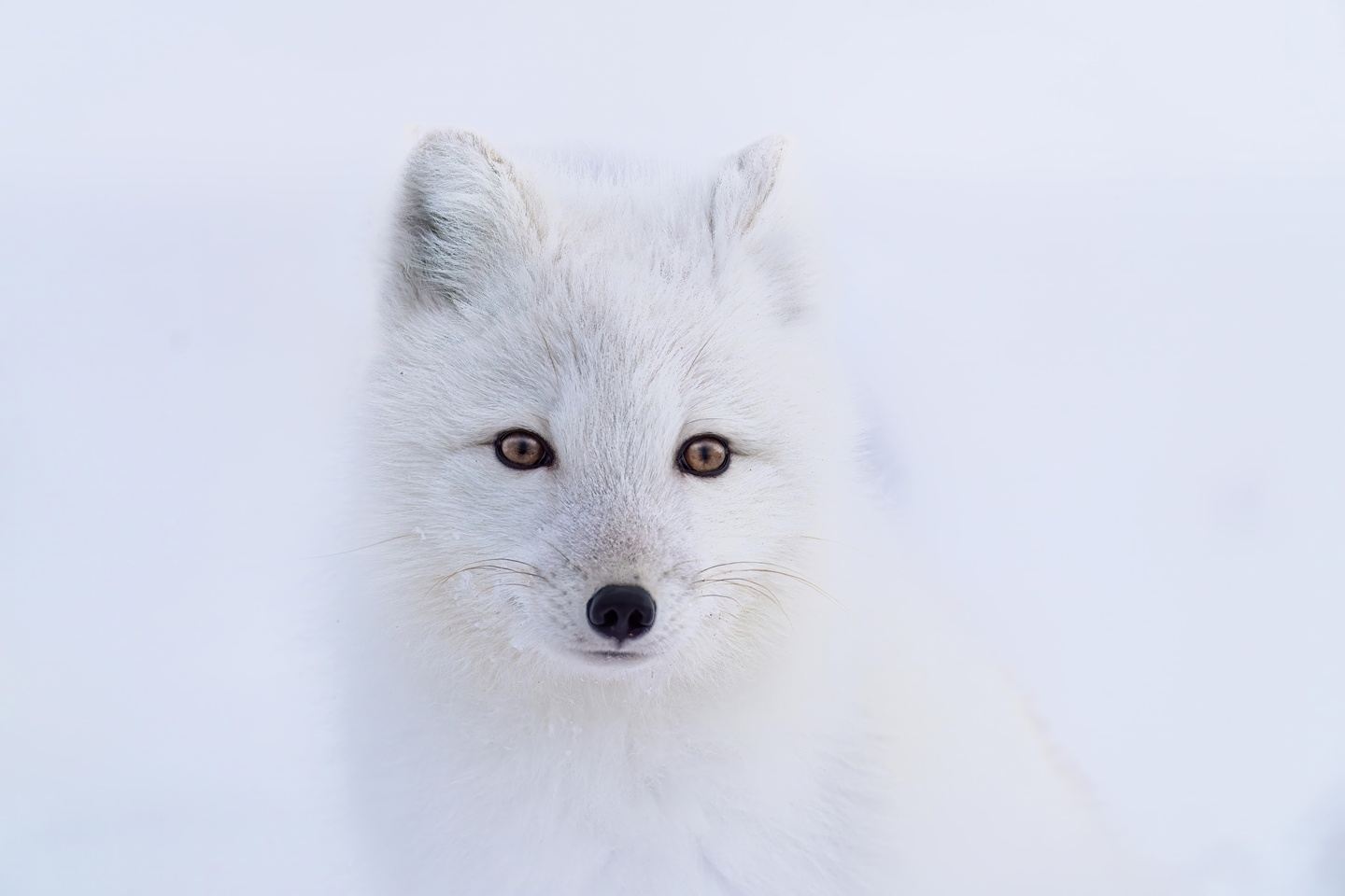 3 Day 2 Night Churchill Wildlife Viewing with B&B
