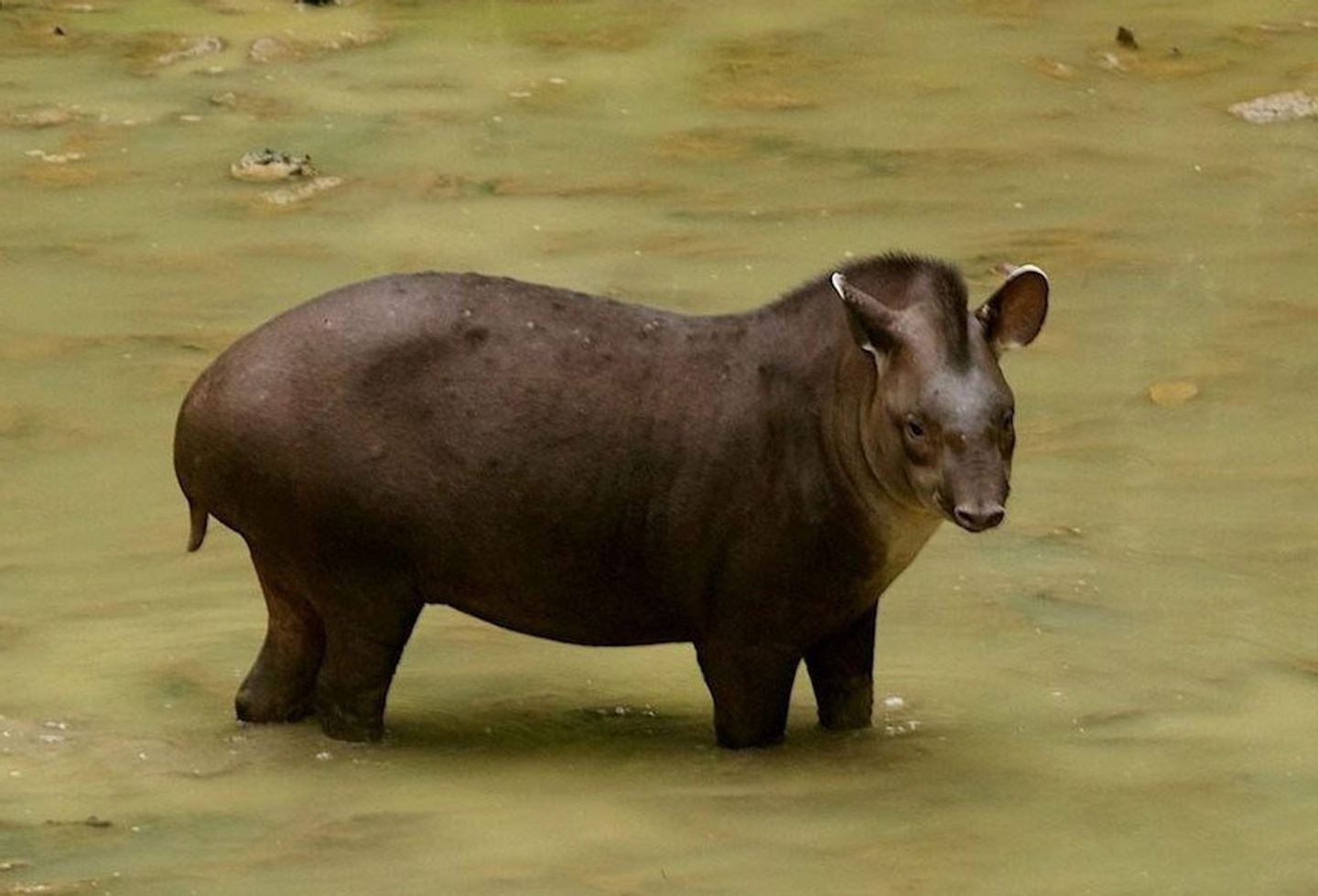 Ecological Adventure Manu Park 5 Days / 4 Nights