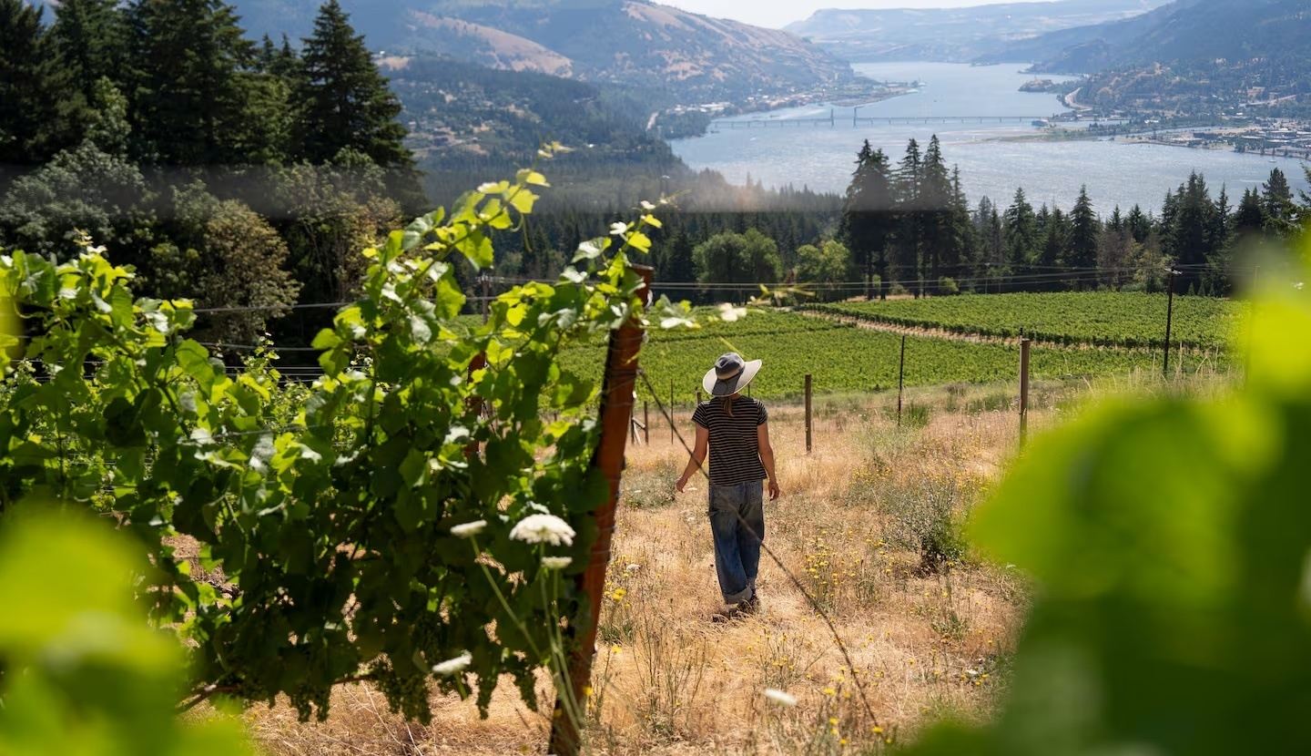 Wine Tour of the Columbia Gorge