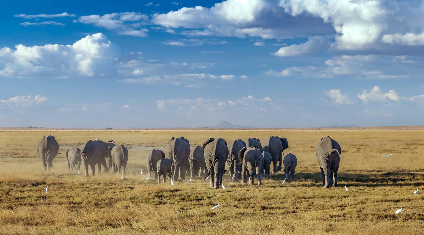 3 Day Amboseli Adventure