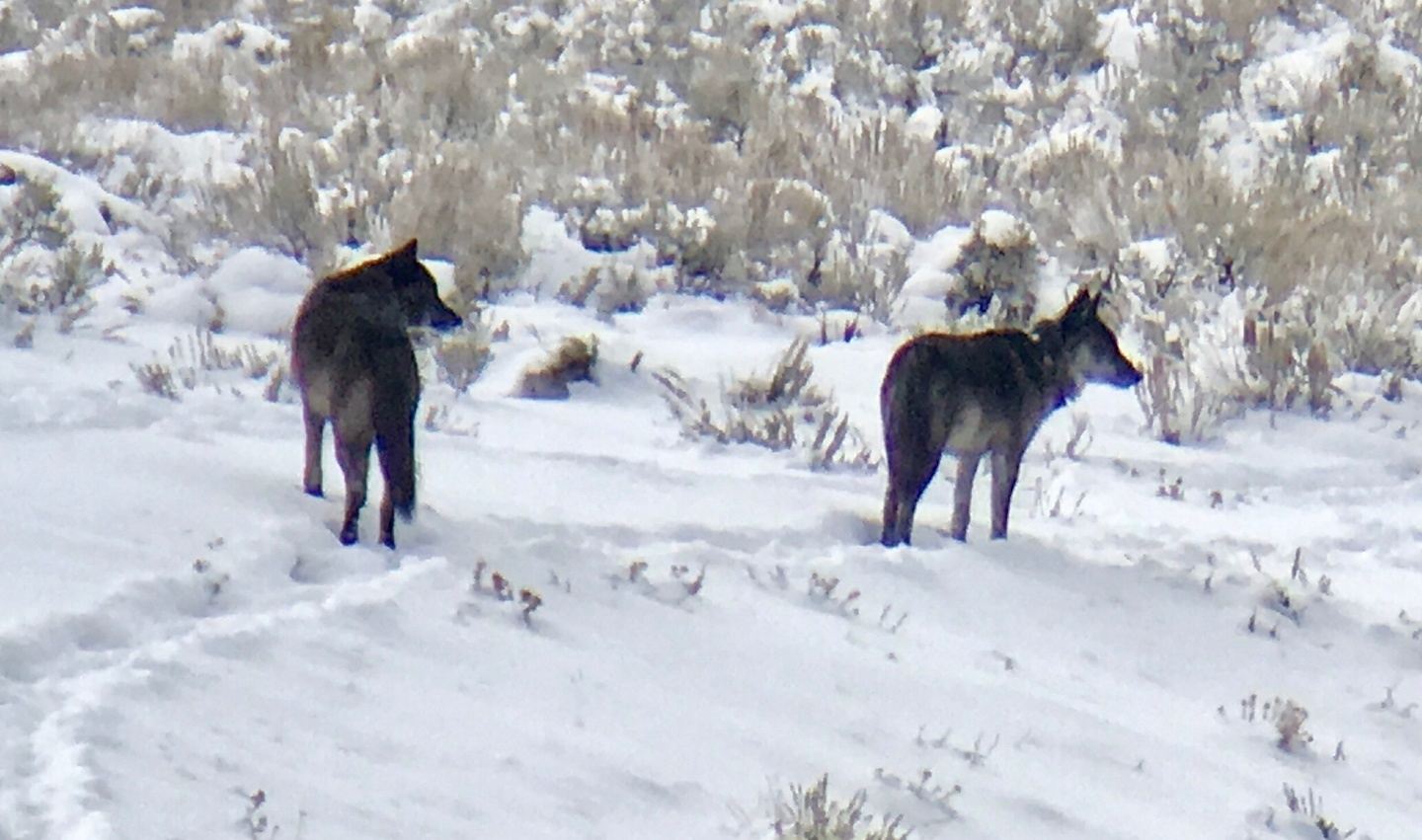 Guide Service 2026/2027 Winter