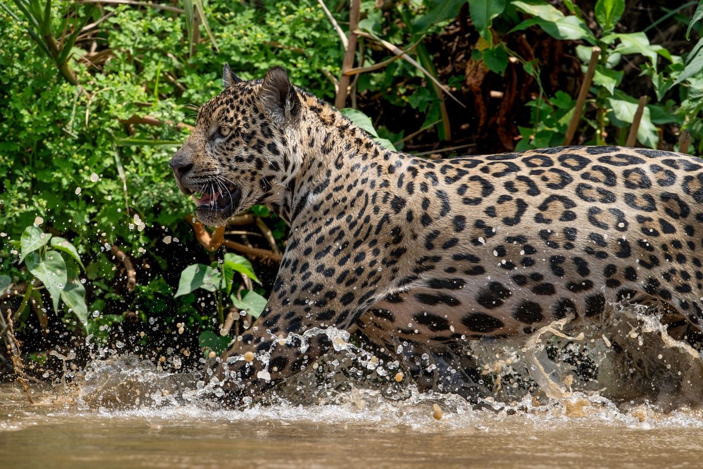 Jaguar Photography Tour - 7 Days