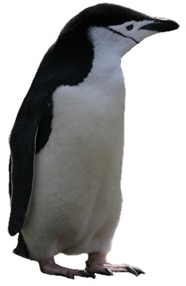 2-Day Birding Tour in Ghana