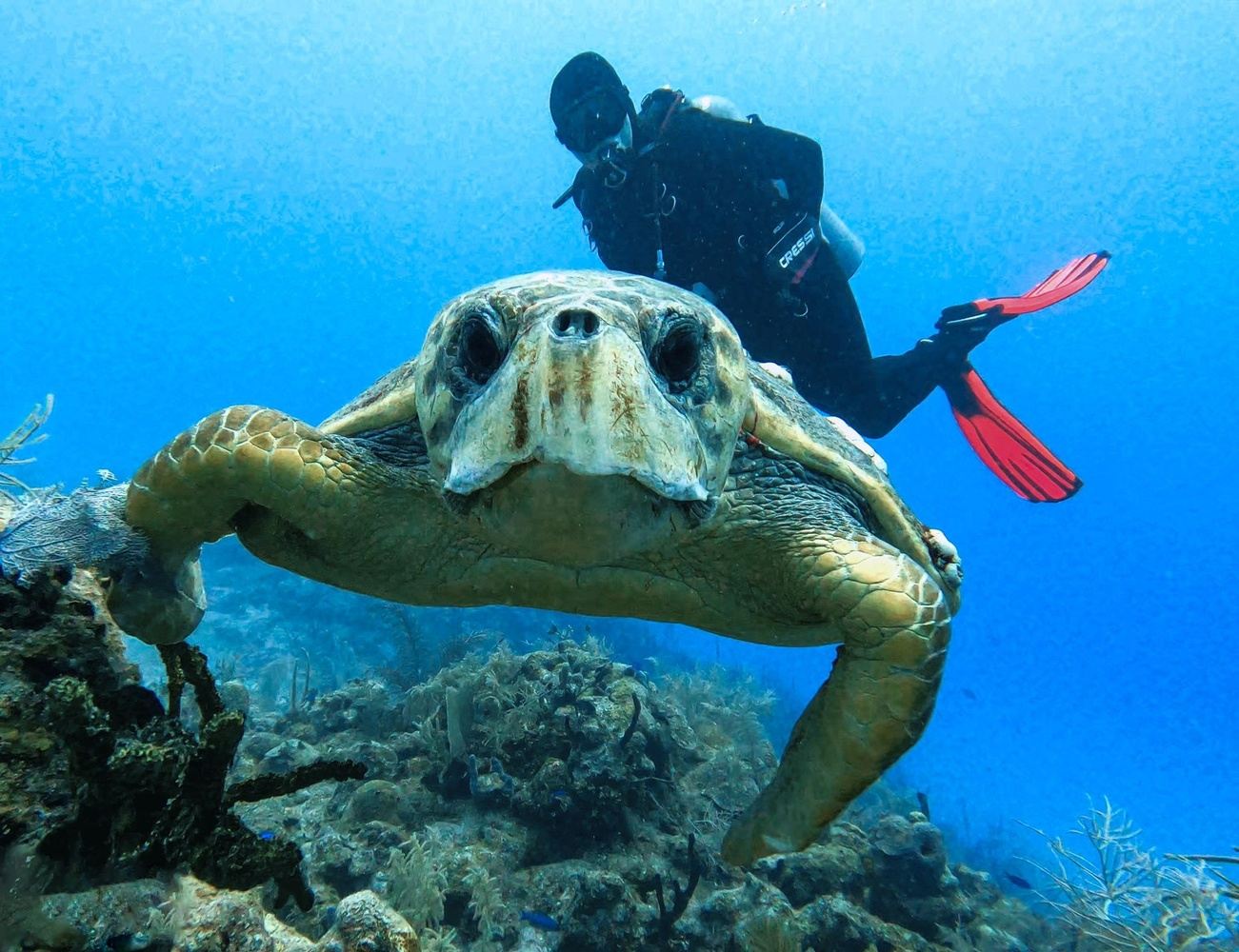 Scuba Diver Certification