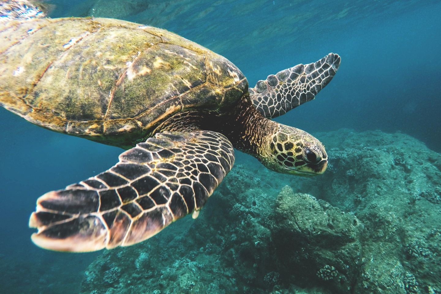 Perhentian Turtle Volunteering (INTERNATIONAL volunteer)