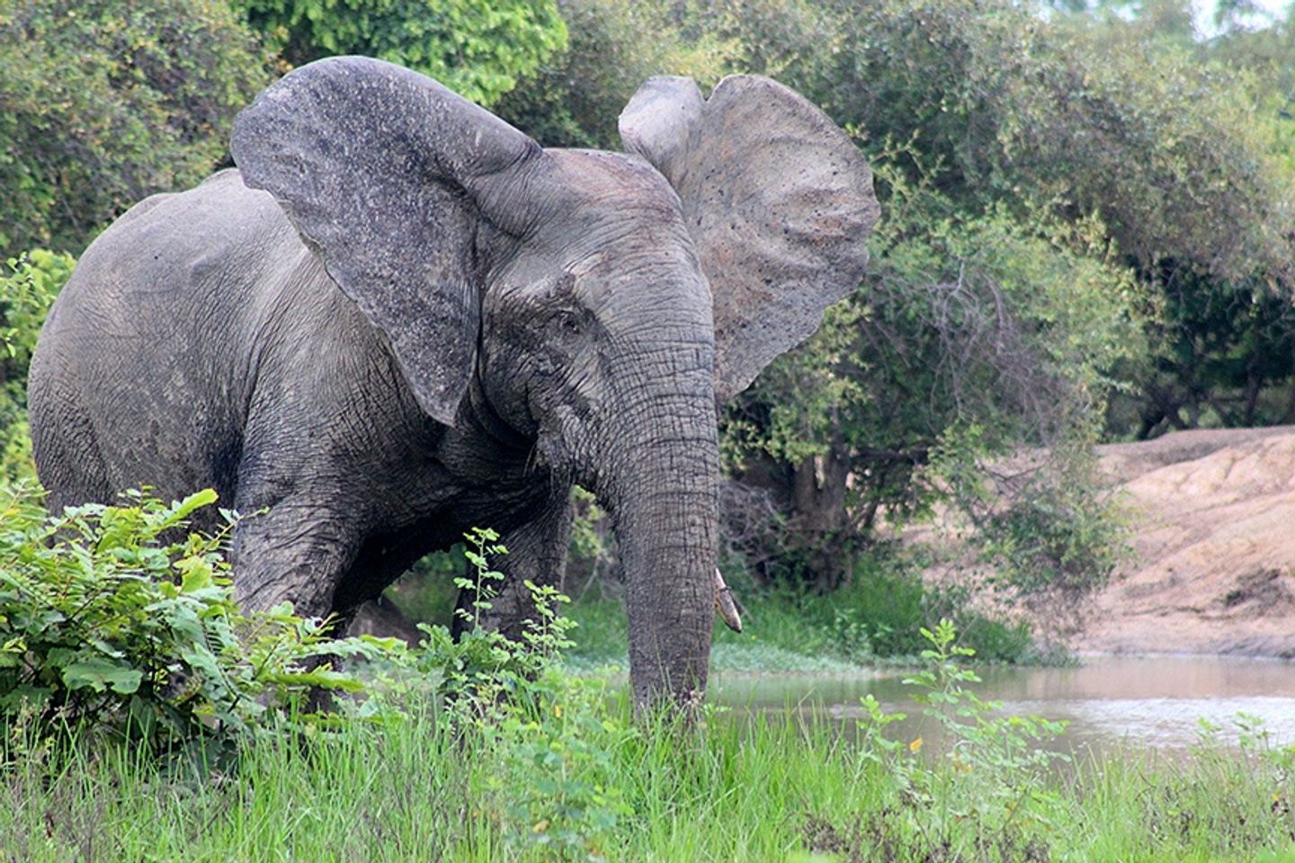 3-Day Sunrise Elephant Safari at Mole National Park with Round-Trip