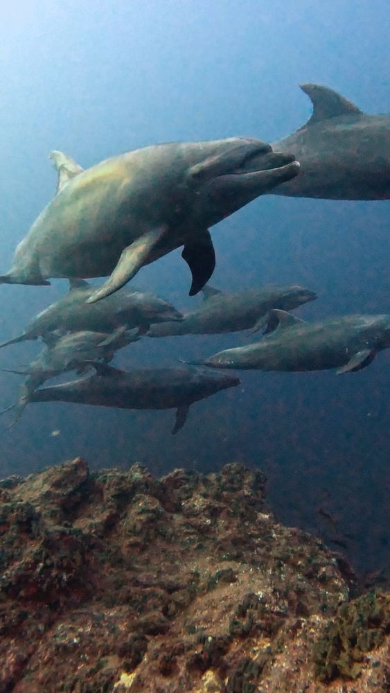 SOCORRO ISLANDS