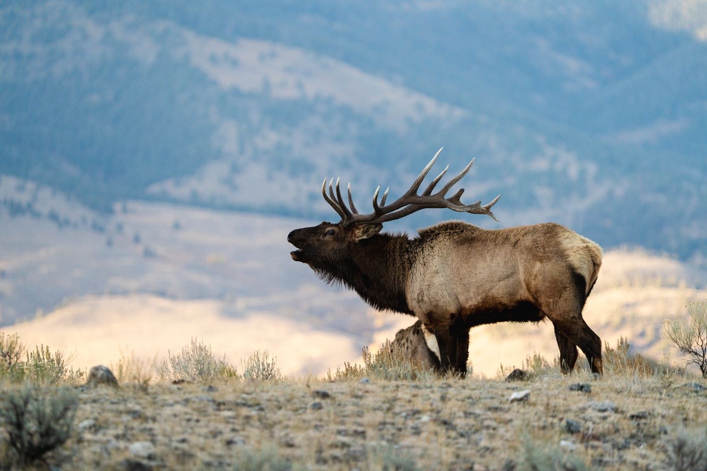 Autumn’s Wild Encounters | Wildlife Photography Workshop (2026)