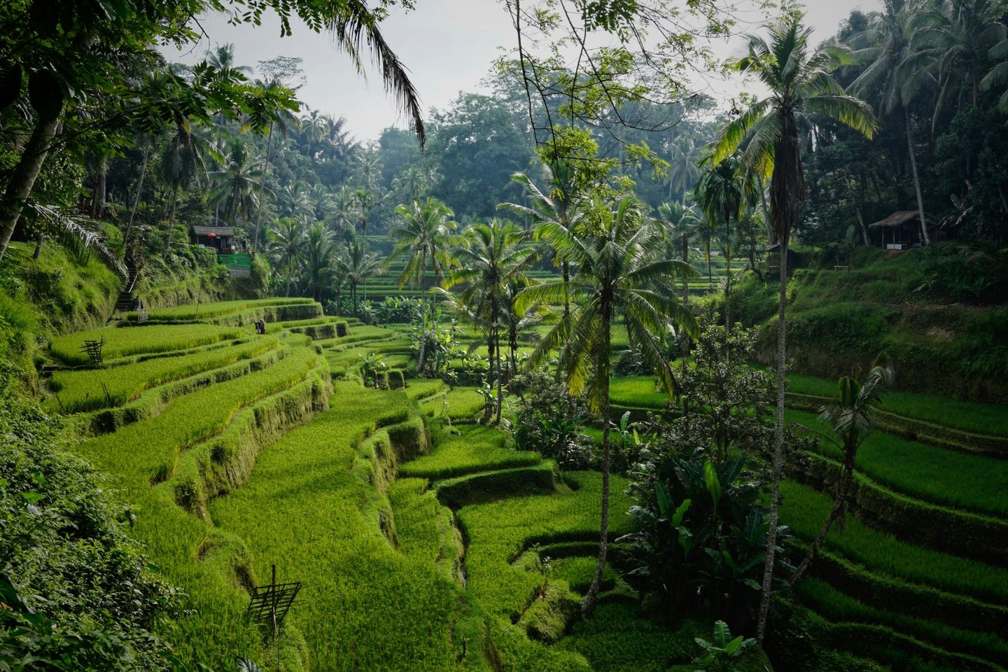 Bali Uncovered
