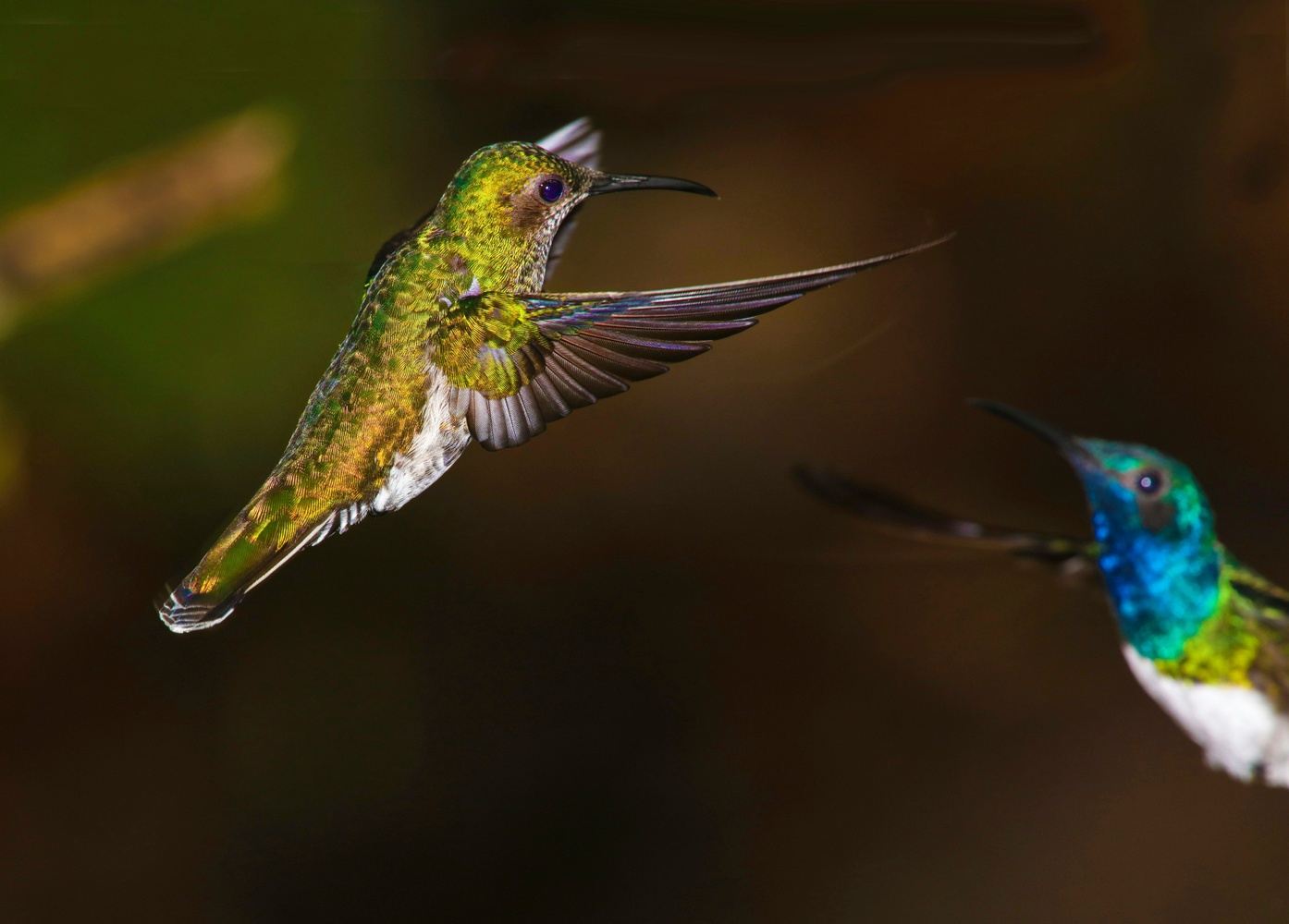 A Birdwatcher’s Paradise