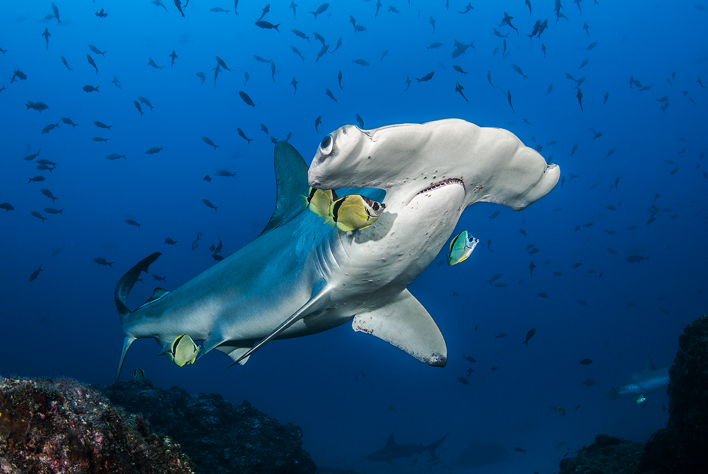 Cocos Island Costa Rica Adventure