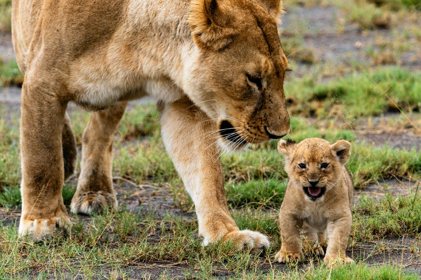7 Days Tanzania Safari Explore Serengeti National Park