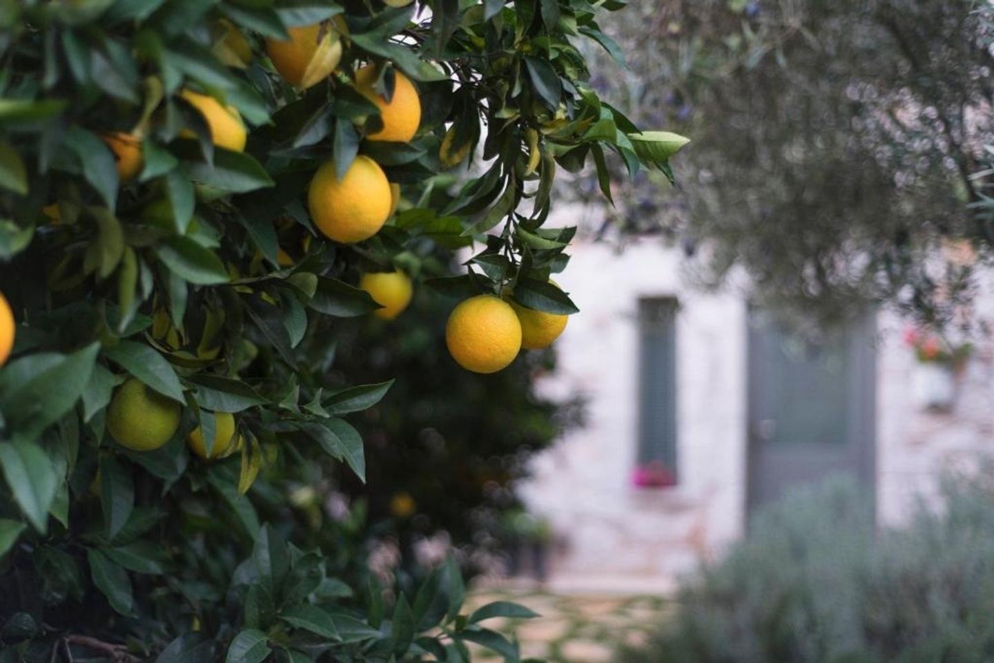 The Art of Living Well Retreat: A Wellness Retreat in Peloponnese