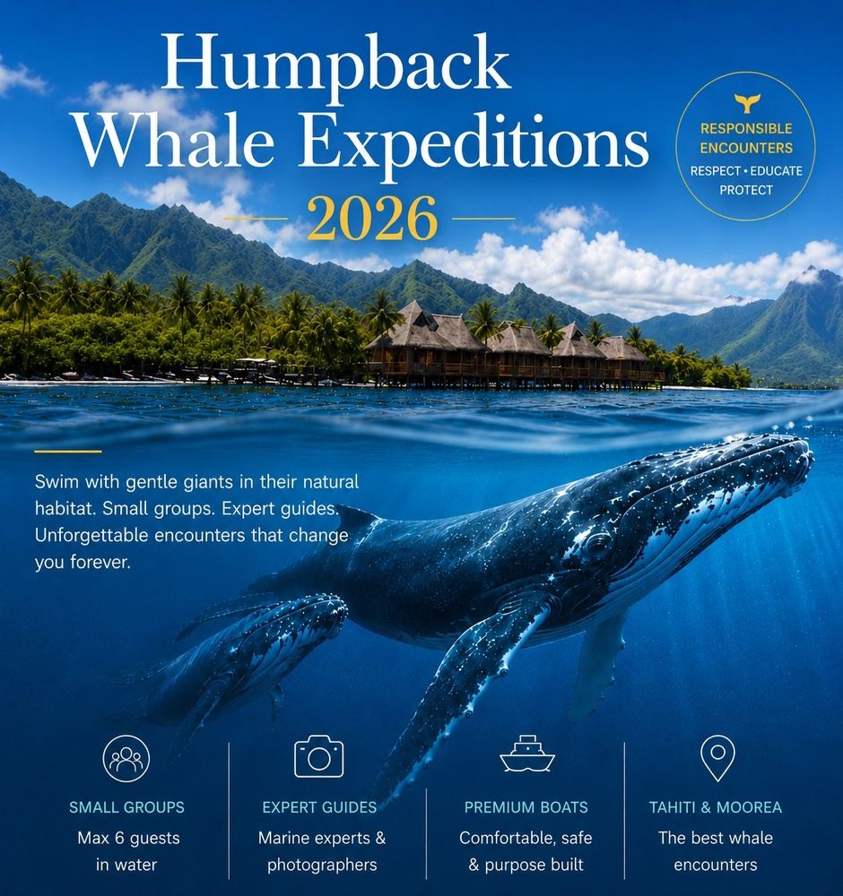FRENCH POLYNESIA 2026 - ALL PACKAGES - HUMPBACK WHALES  03-10 OCT