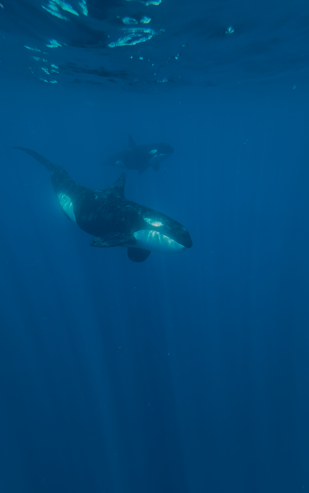 Safari Marino in La Ventana