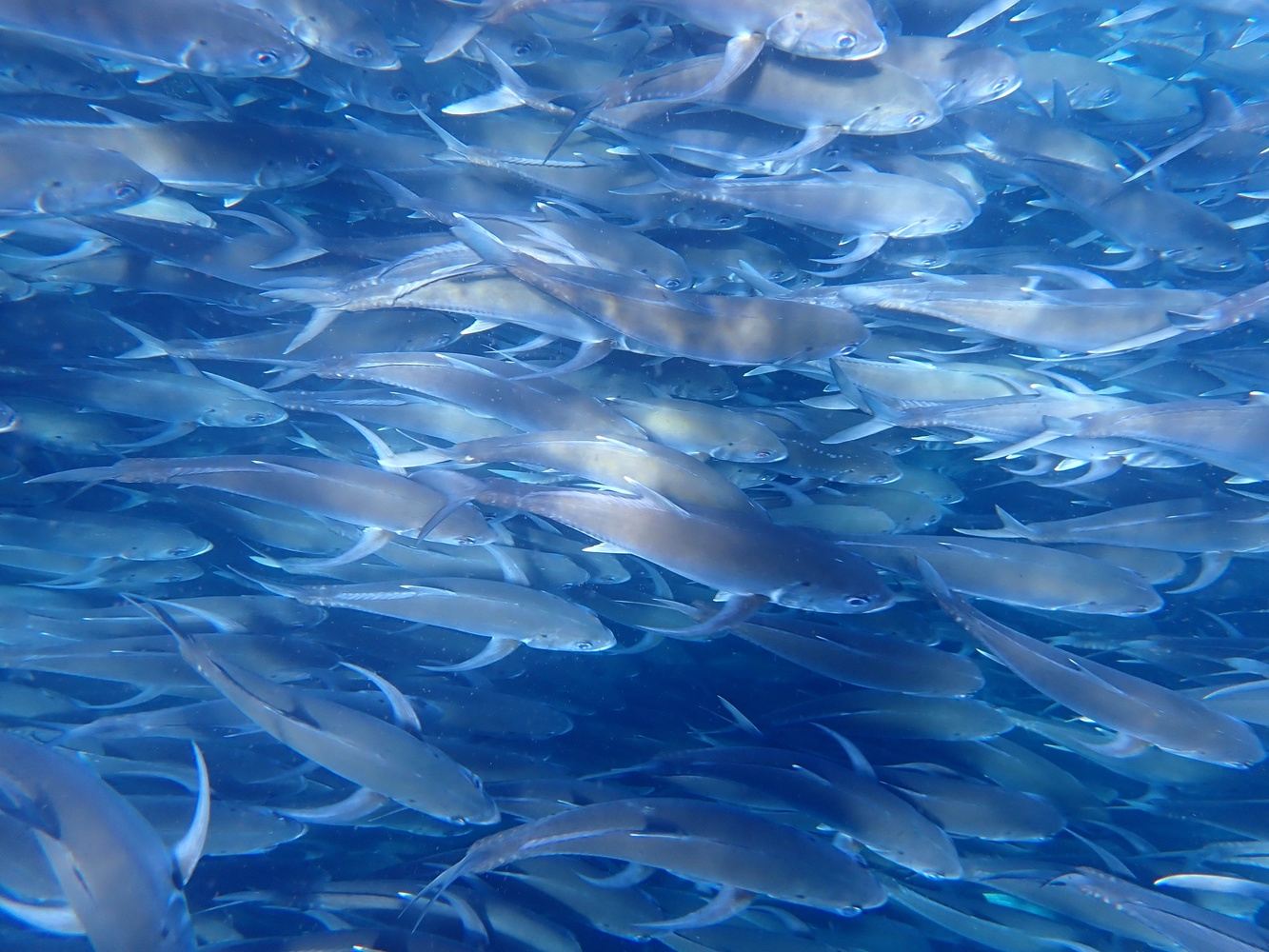 Cabo Pulmo Snorkeling shared tour