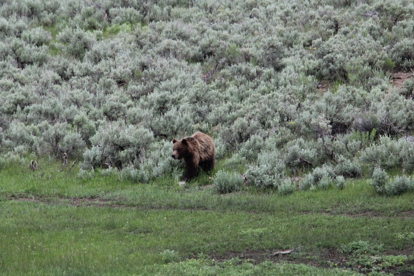 Yellowstone Upper Loop - Private Tour