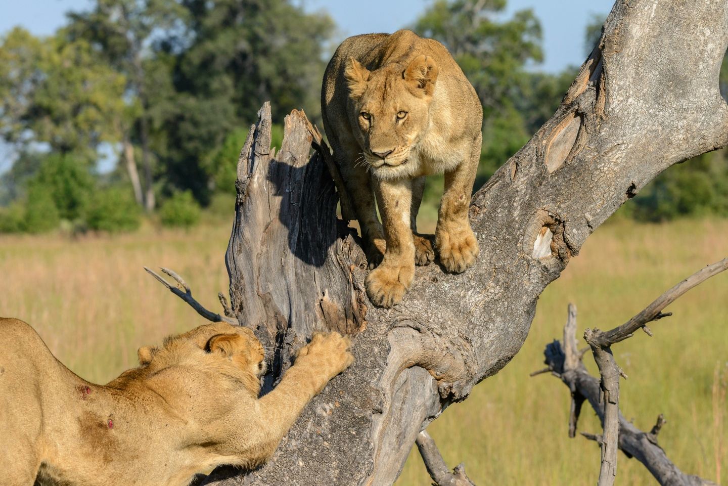 4 Day Okavango Delta Safari Adventure