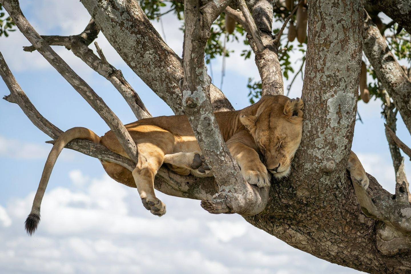 3-Day Serengeti Wildlife Safari Big Five Tour