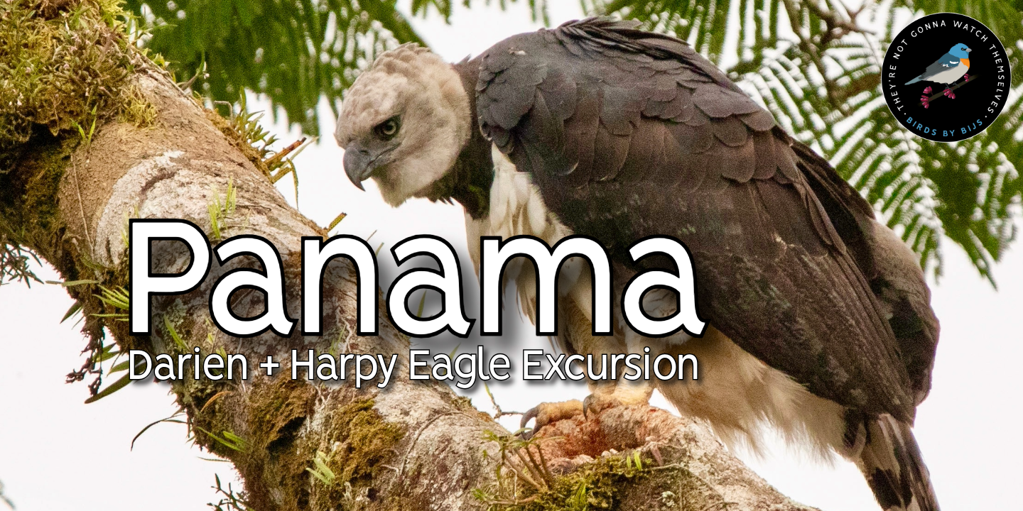 Panama - Darien + Harpy Eagle Excursion - Dec 2026
