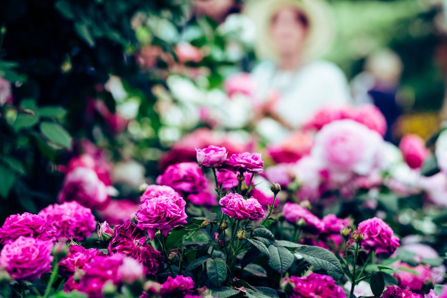English Gardens with Plant School