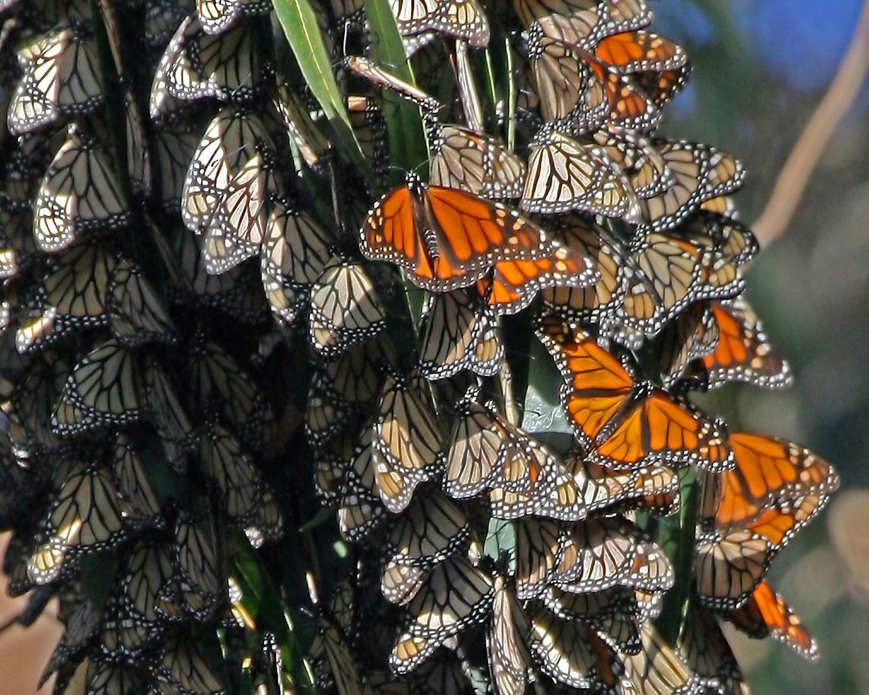 Following the Butterflies: Mexico's Monarch Migration