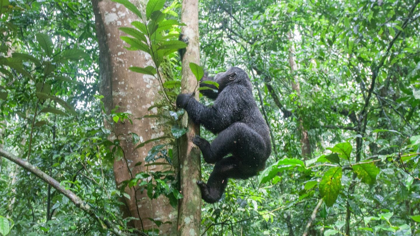 4 Days Gorilla Habituation Experience