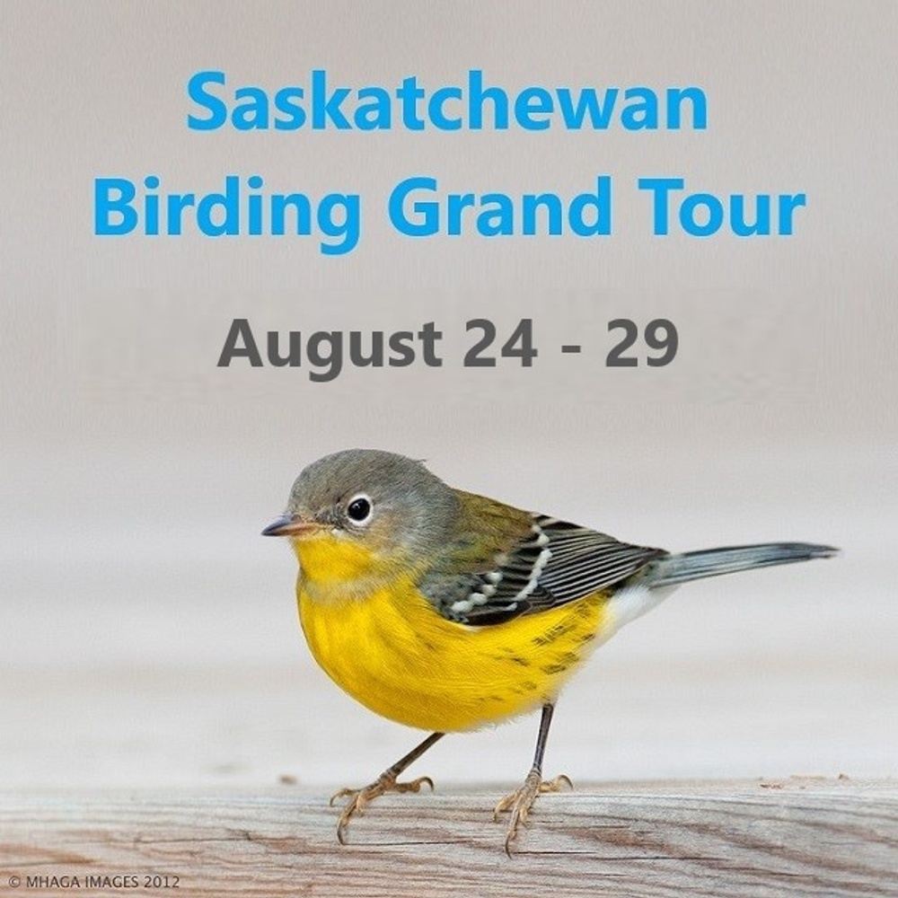 Canada – Saskatchewan Late-Summer Birding Grand Tour