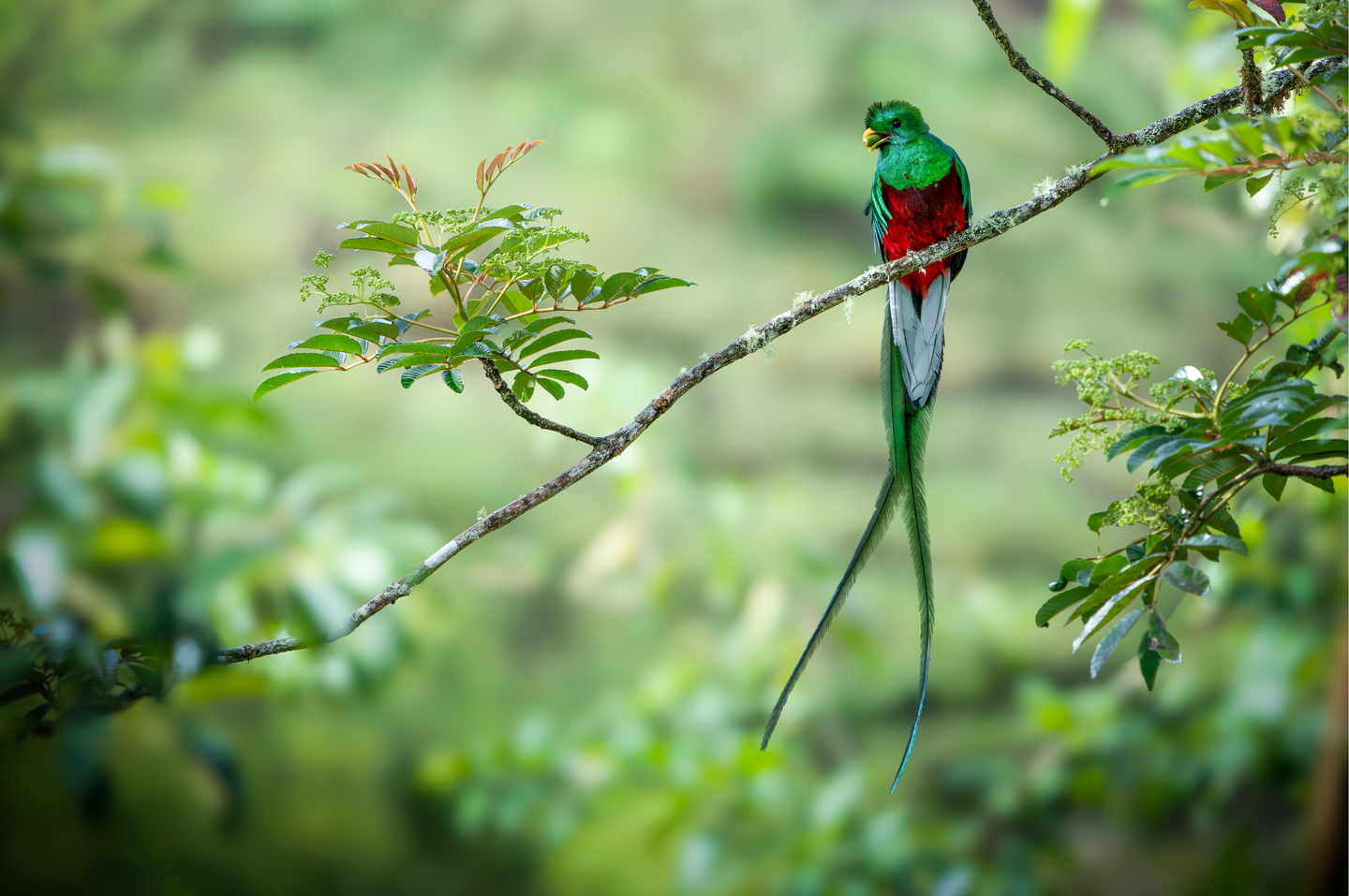 Costa Rica's Feathers: A Birding Journey