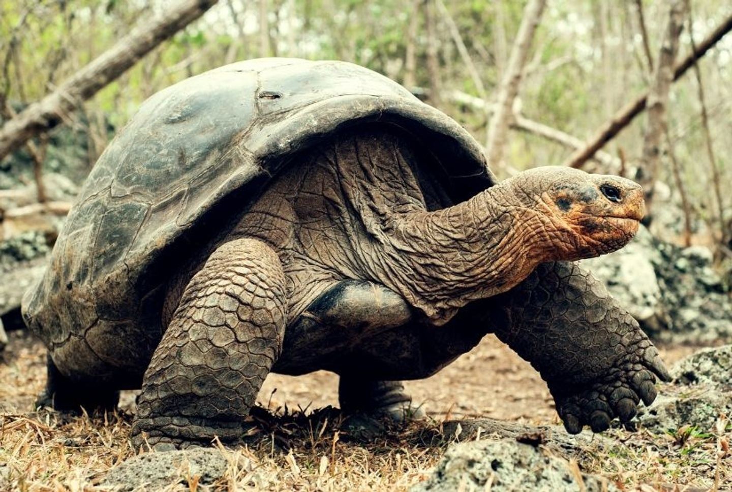 6 Days Galapagos Tour  (Include single supplement)