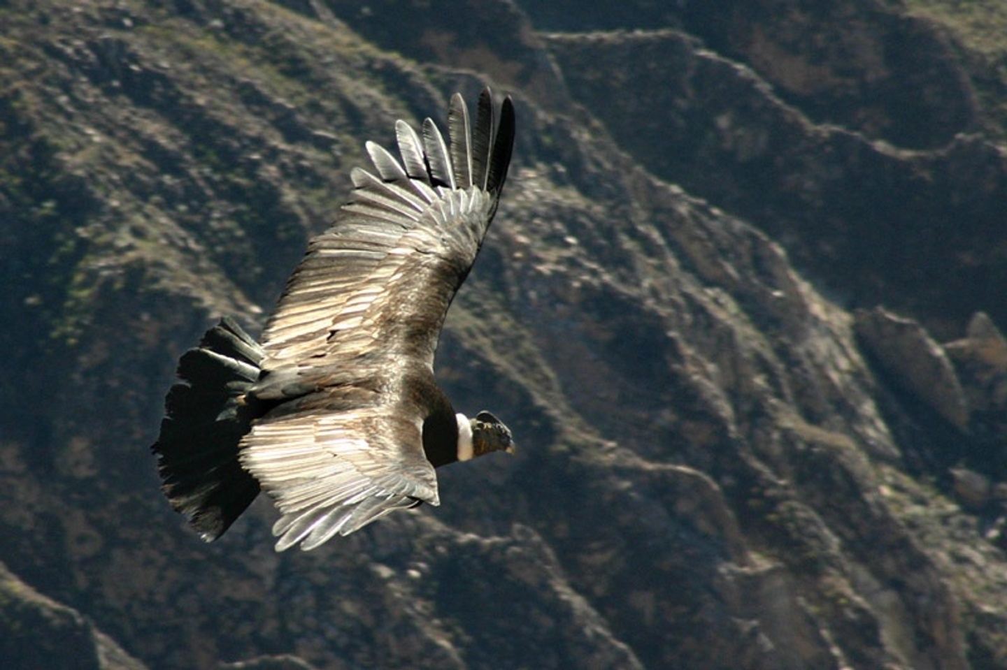 Full day excursion to the Colca Canyon  from Arequipa