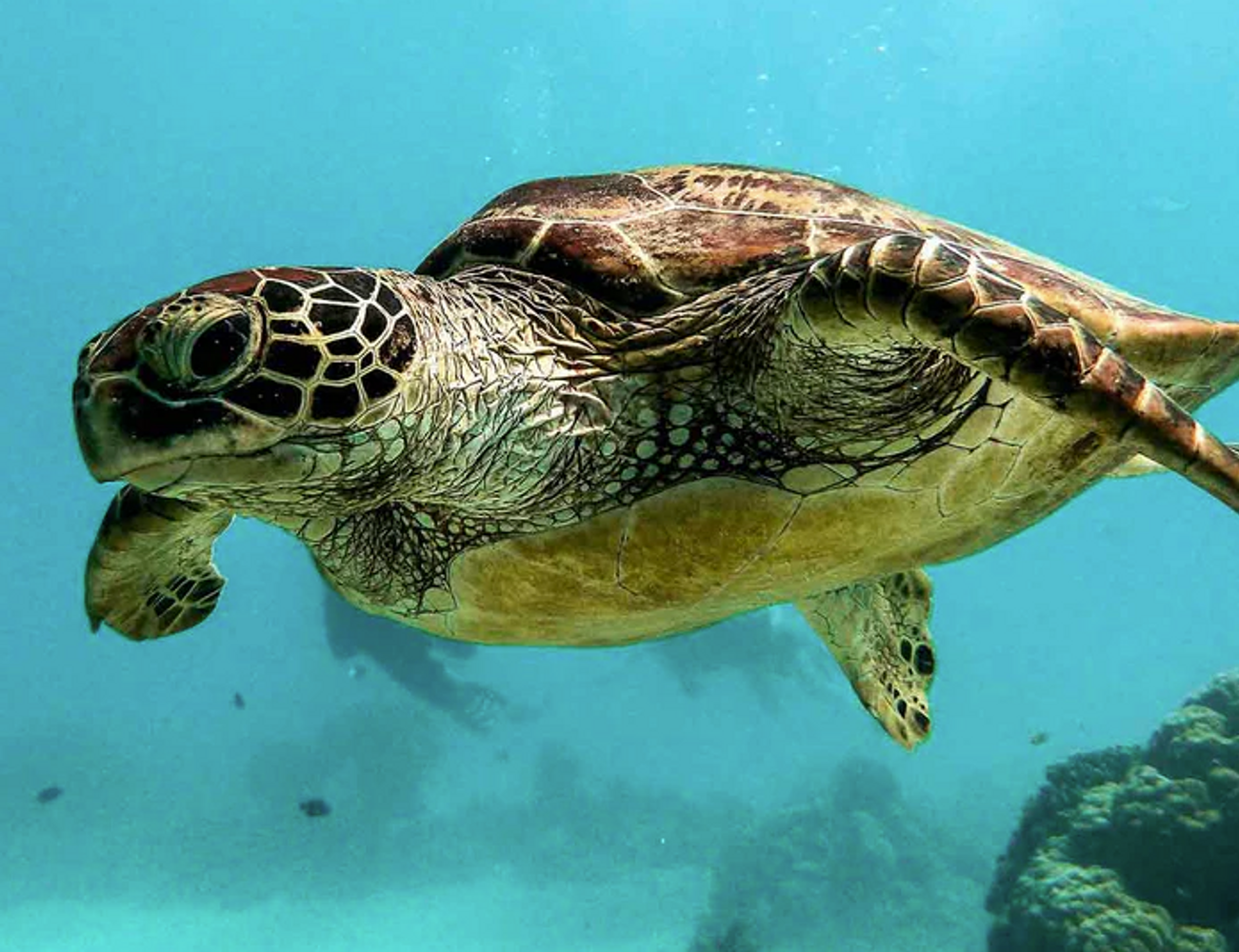 DXDIVERS 7 DAY ALL-INCLUSIVE COZUMEL DIVE TRIP