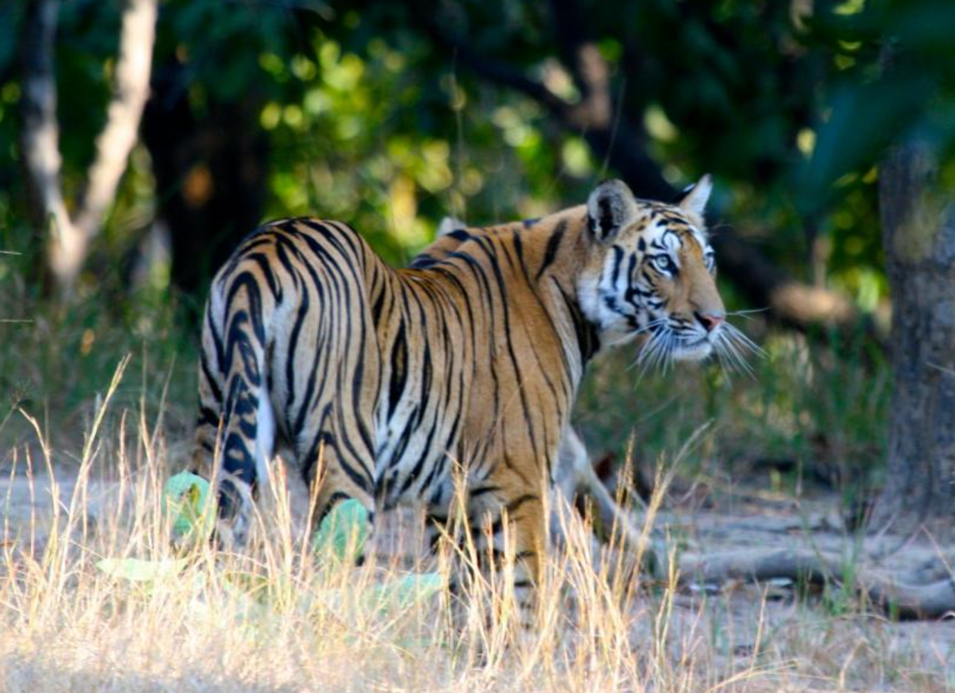 India: Land of the Tiger