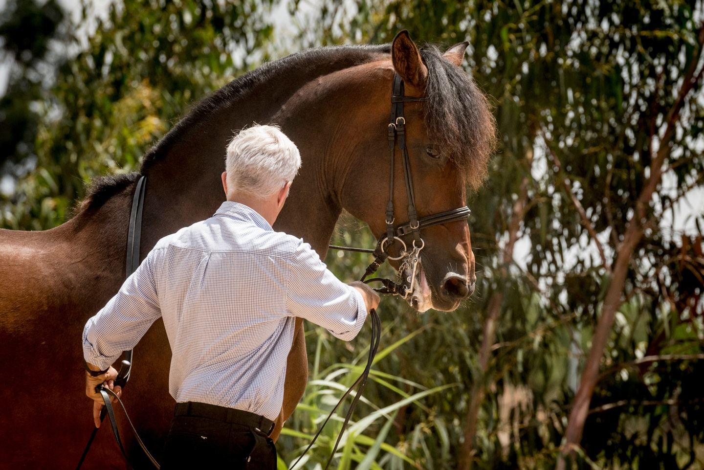 3. Classical Refinement: In-Hand & Ridden Retreat